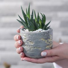 Beton Gri Altın Detaylı Dekoratif Saksı